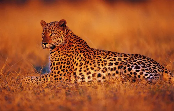 Картинка закат, отдых, Леопард, вечер, саванна, Африка