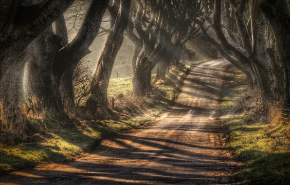 Осень, деревья, Северная Ирландия, графство Антрим, дорога Bregagh Road, Баллимони, Темная аллея