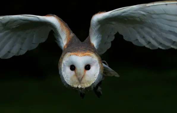Картинка barn owl, widescreen photograph of white and black owl, bird free download