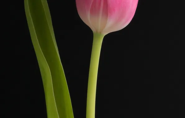 Картинка цветок, макро, тюльпан
