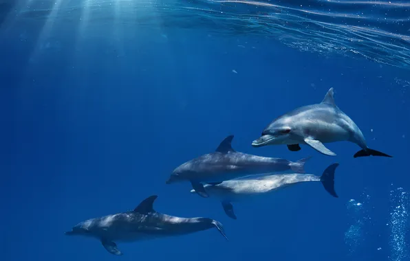 Картинка океан, дельфины, sunshine, underwater, sea, ocean, blue, dolphins