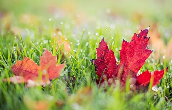Зелень, осень, трава, листья, макро, красный, природа, фон