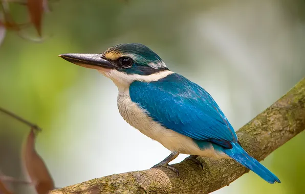 Ветки, птица, клюв, зимородок
