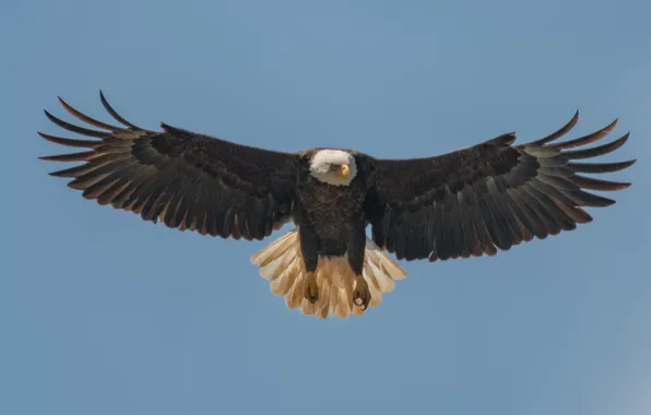 Bird, Raptors, bald eagle, North America, bird of prey