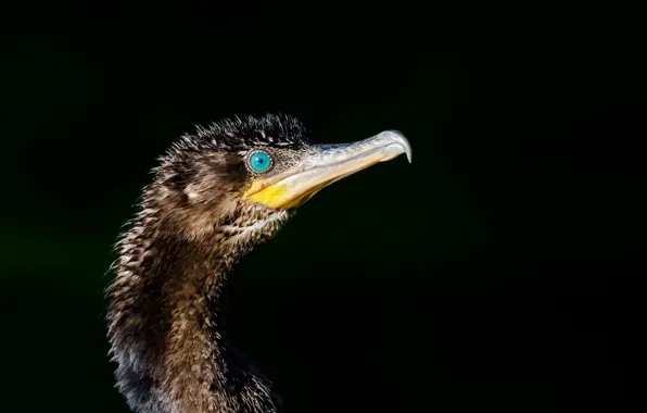 Птица, баклан, Phalacrocorax brasilianus, Bigua