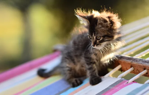 Кошка, взгляд, свет, котенок, серый, веревки, пушистый, малыш