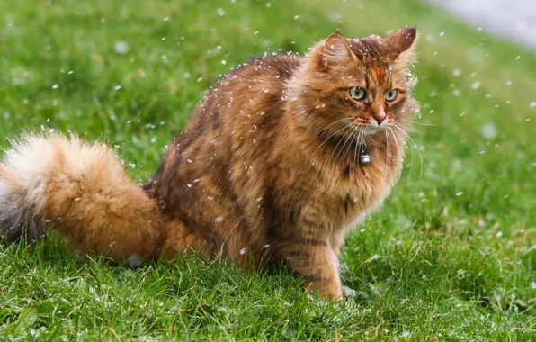 Кошка, снег, шерсть