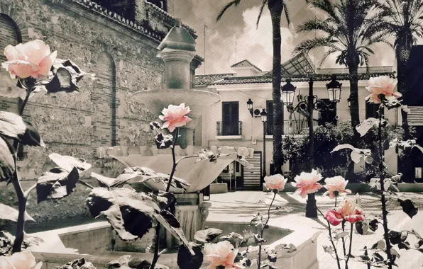 SPAIN, FLOWERS, ROSES, AMVC, LUGAR NUEVO DE LA CORONA