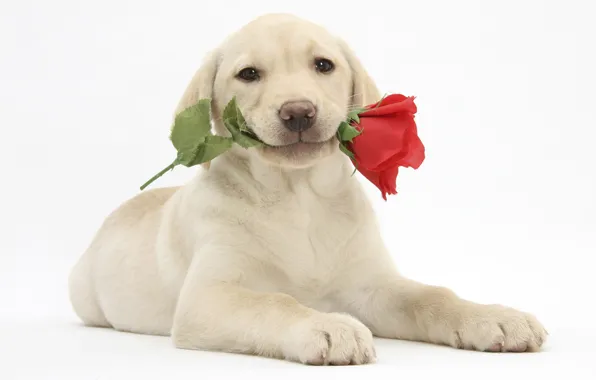 Цветок, роза, щенок, лабрадор ретривер, labrador retriever