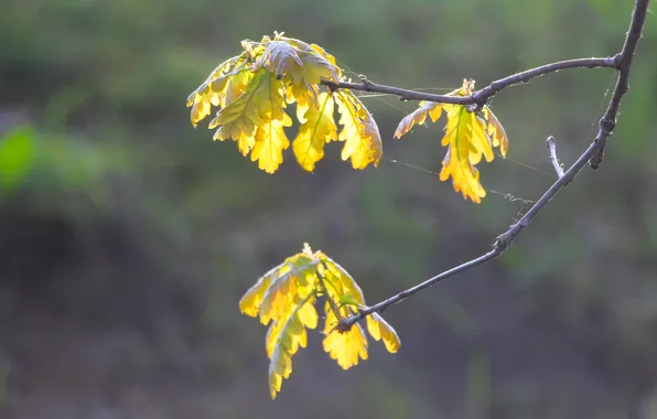 Spring, leaf, twig