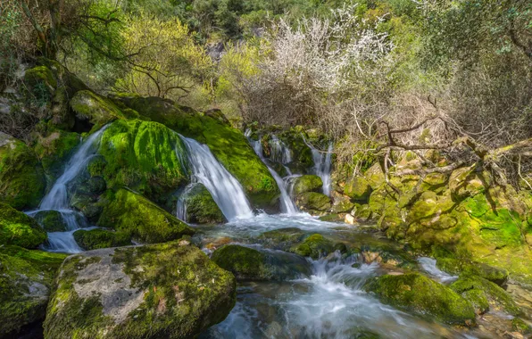 Лес, ручей, камни, водопад, мох, кусты