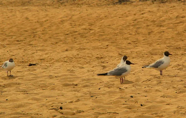 Beach, bird, seagull