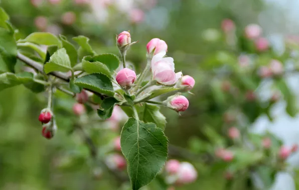 Картинка Цветочки, Бутоны, Flowers, Боке, Bokeh