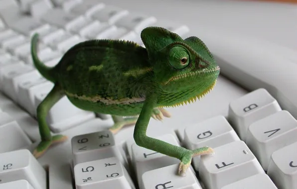 Картинка хамелеон, клавиатура