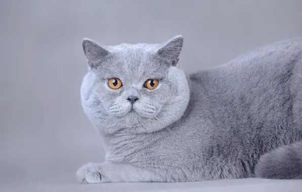 Кошка, кот, морда, серый, фон, лежит, фотосессия, британский