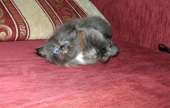 Котенок, черный, маленький