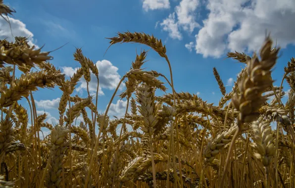 Картинка пшеница, поле, небо, колосья