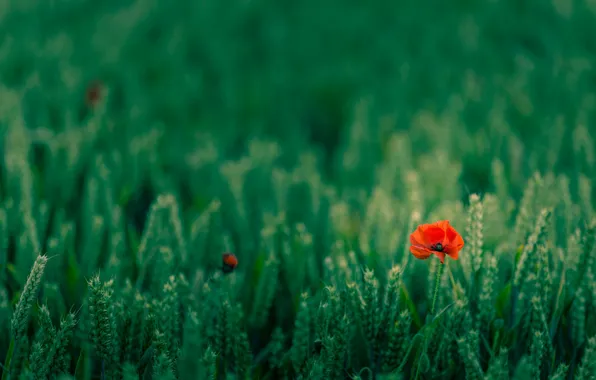 Poppy, wheat field, farmland