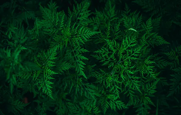 Зелень, природа, обои, растение, wallpaper, картинка, picture, vegetation