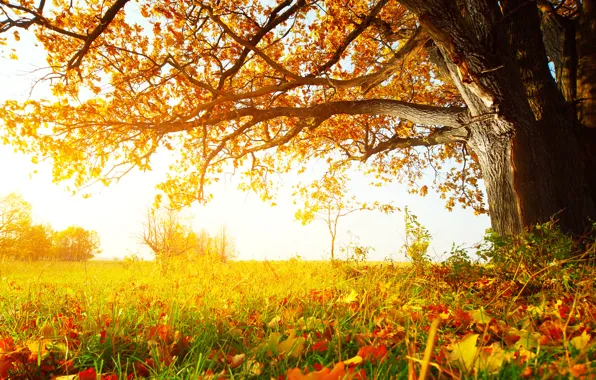 Картинка осень, трава, листья, деревья, солнечный лес