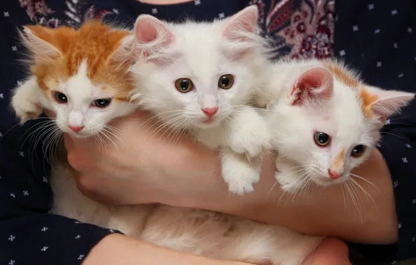Котята, трио, охапка