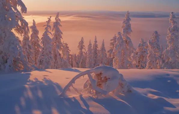Картинка зима, снег, деревья, ели, сугробы, Россия, Якутия, Владимир Рябков