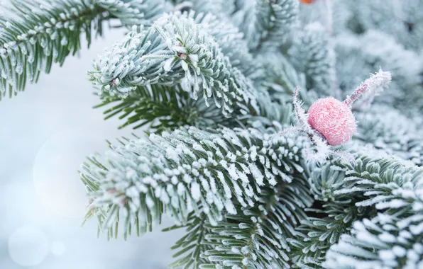 Картинка зима, снег, ветки, елка, мороз, winter, snow, fir tree