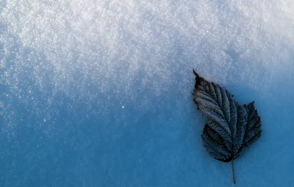 Зима, снег, лист, frozen leaf