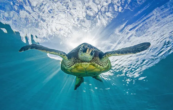 Море, природа, turtle