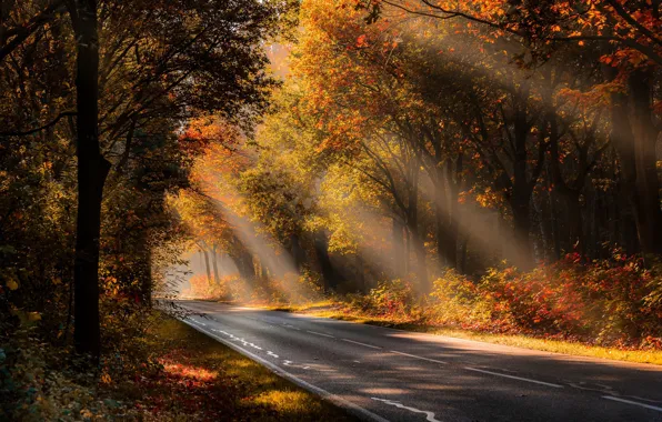 Картинка дорога, осень, лес, свет, утро