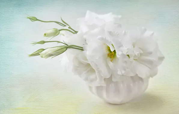 Фон, Цветы, Flower, background, эустома, Floral