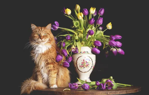 Кошка, кот, букет, рыжий, ваза
