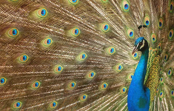 Глазки, перья, хвост, павлин, beautiful bird wallpapers, красивая птица, роскошное оперение, digital art