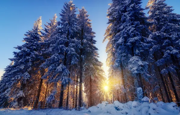Картинка зима, лес, лучи, свет, снег, деревья, природа, ёлки, солнца