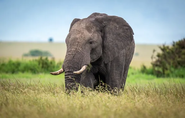 Картинка поле, слон, Африка