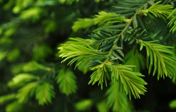 Природа, ветка, close up, green pine