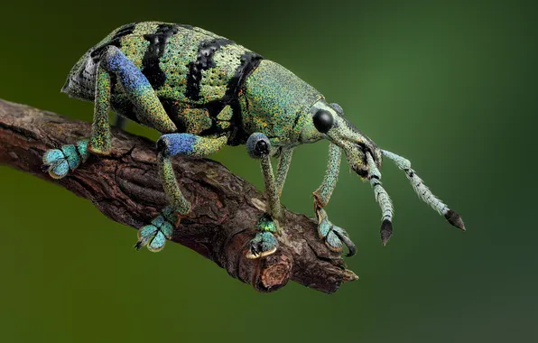 Макро, насекомые, жуки, eupholus schoenherri