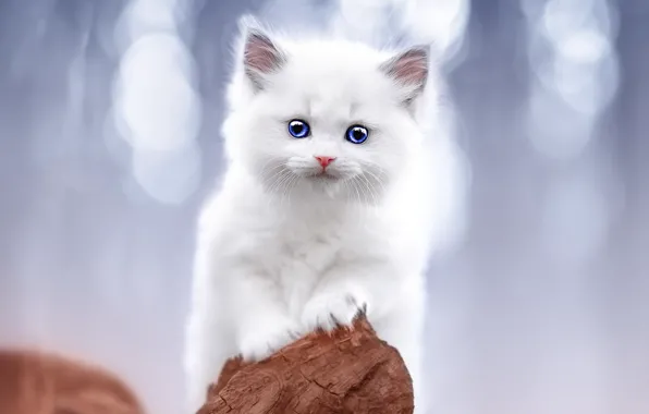 Кошка, белый, взгляд, природа, поза, котенок, коряга, голубые глаза