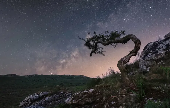 Звезды, ночь, камни, дерево, скалы