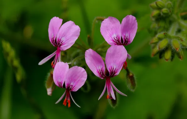 Картинка Макро, Macro, Pink flowers, Розовые цветы