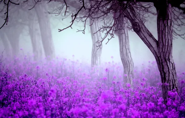 Картинка деревья, туман, Цветы, весна