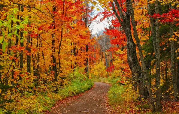 Картинка дорога, лес, деревья, фото, USA, тропинка, Minnesota
