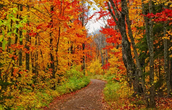 Дорога, лес, деревья, фото, USA, тропинка, Minnesota