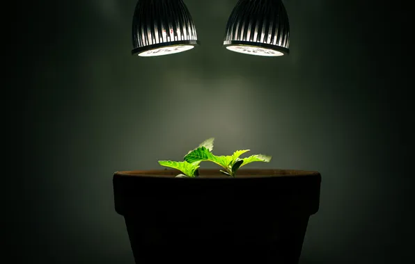 Картинка свет, лампы, растения, горшок