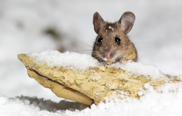 Картинка снег, природа, мышка