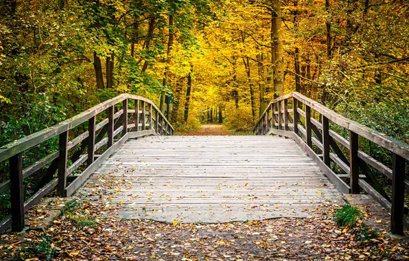 Картинка осень, листья, деревья, мост, парк, дорожка