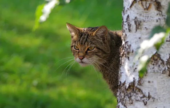 Морда, дерево, портрет, выглядывает, дикий кот