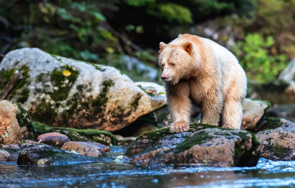 Лес, поза, камни, берег, мох, светлый, медведь, водоем
