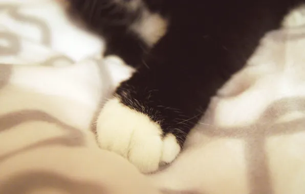 Кошка, лапа, шерсть, ноготь, пушок