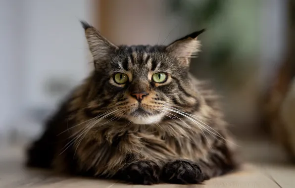 Кошка, кот, взгляд, морда, серый, доски, портрет, лежит